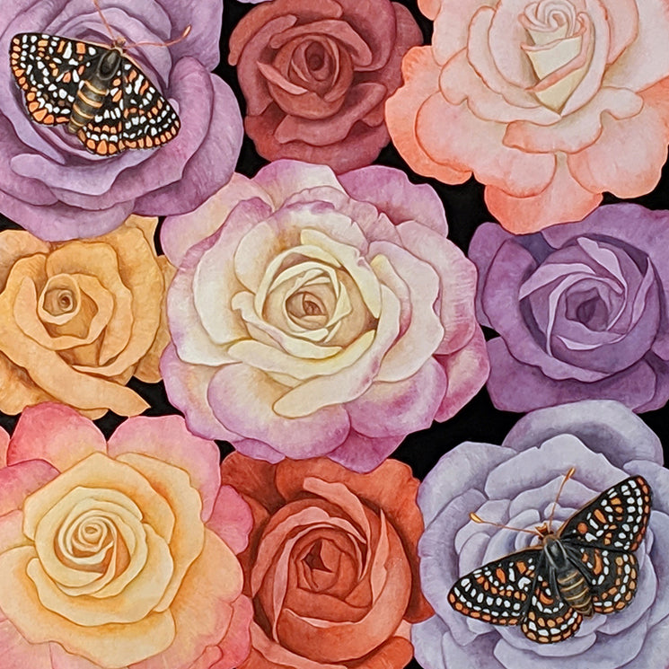 Endangered Checkerspot Butterflies and Roses Watercolor Illustration Fine Art Print