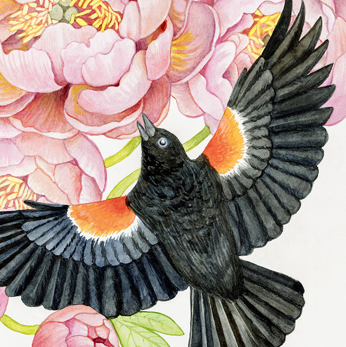 Red Winged Blackbirds and Coral Peonies Watercolor Illustration Fine Art Unframed Print