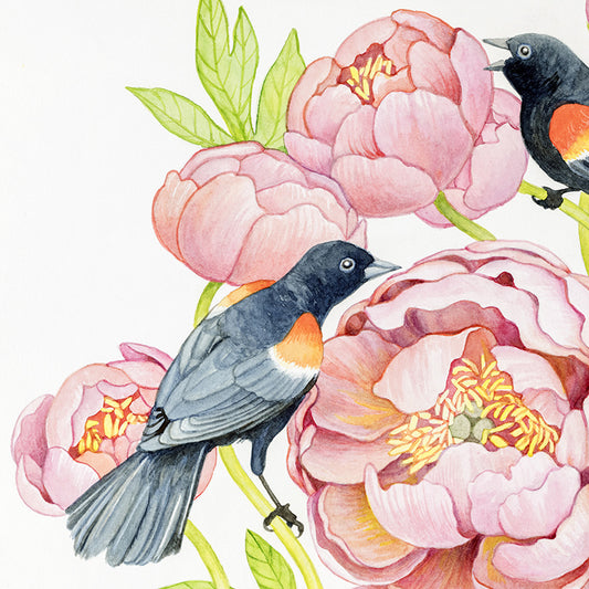 Red Winged Blackbirds and Coral Peonies Watercolor Illustration Fine Art Unframed Print