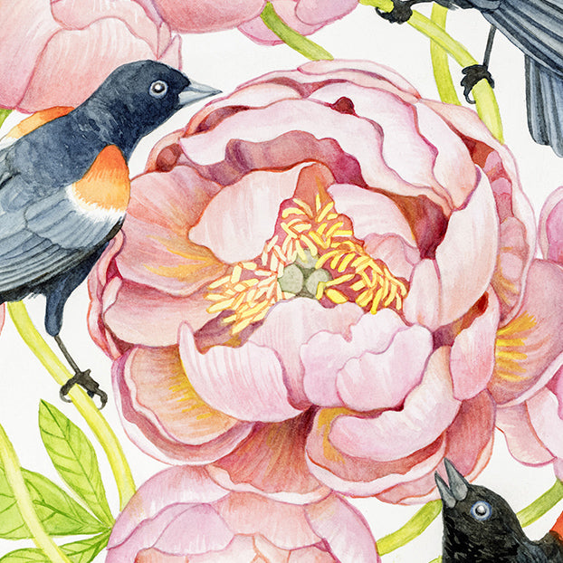 Red Winged Blackbirds and Coral Peonies Watercolor Illustration Fine Art Unframed Print