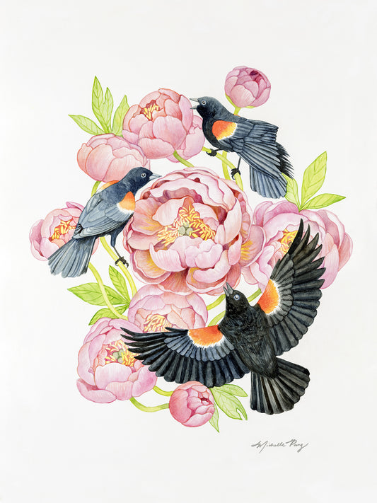 Red Winged Blackbirds and Coral Peonies Watercolor Illustration Fine Art Unframed Print